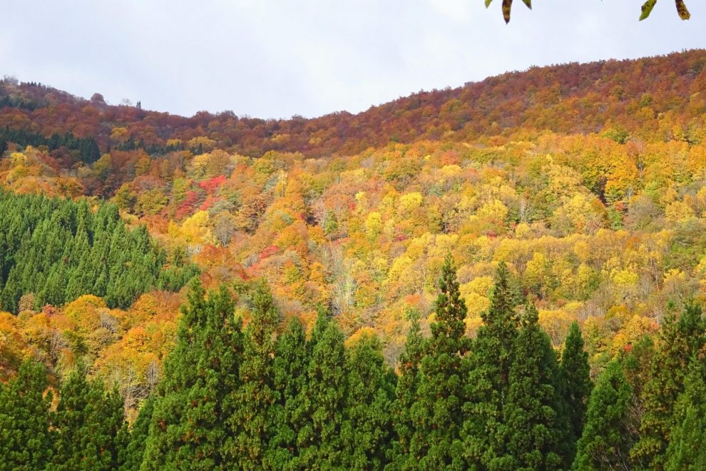 秋山郷の紅葉