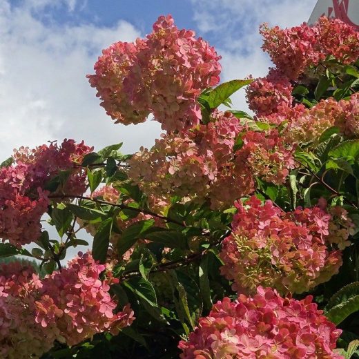 2025.10　ノリウツギ