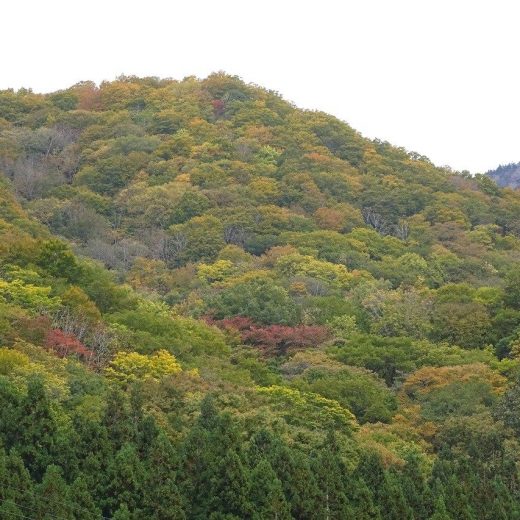 2025・10/27秋山郷の紅葉