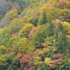 2025・11/１秋山郷の紅葉