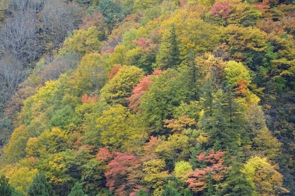 2025・11/１秋山郷の紅葉