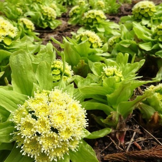 2026　春の秋山郷